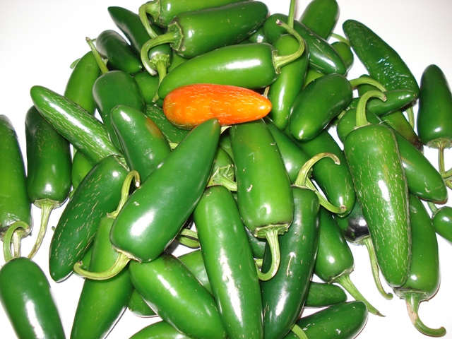 En México se producen dos millones 294 mil 399 toneladas de chile verde, siendo los principales estados de producción Sinaloa, Chihuahua, Zacatecas y 