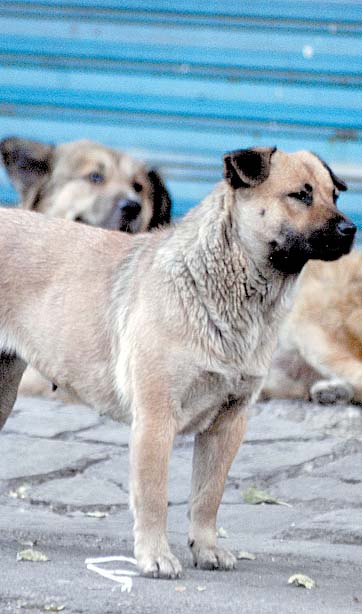Fueron vacunados y esterilizados.