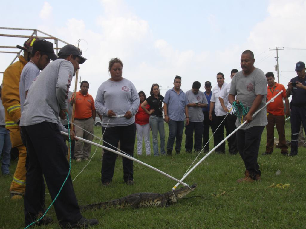 Con equipo especial los vulcanos podrán controlar a los reptiles.