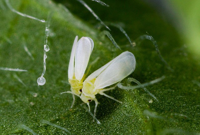 Mosquita blanca