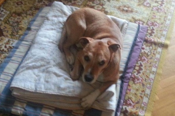 La orden de sacrificar a Excalibur, el perro de la enfermera contagia con ébola, causó controversia en España.