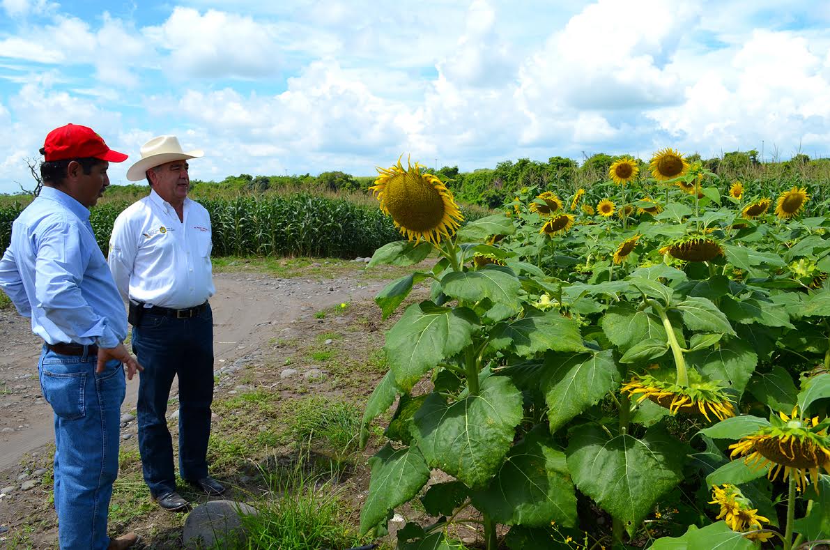 El coordinador regional de Unorca en el norte de Veracruz, Leobardo Izaguirre reconoció el estado crítico de la productividad agrícola. 