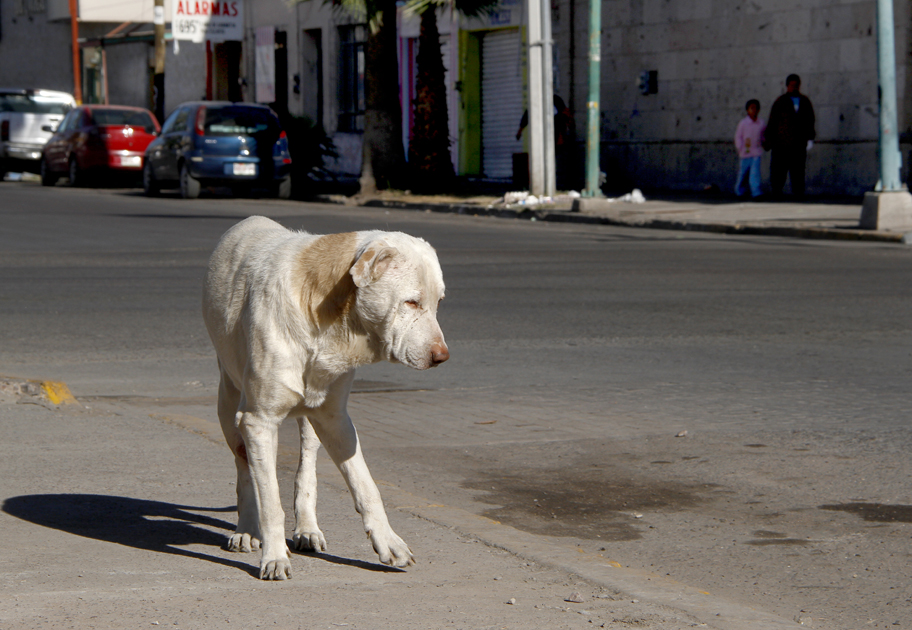 Exhortan a la población a cuidar a sus mascotas y esterilizarlas.