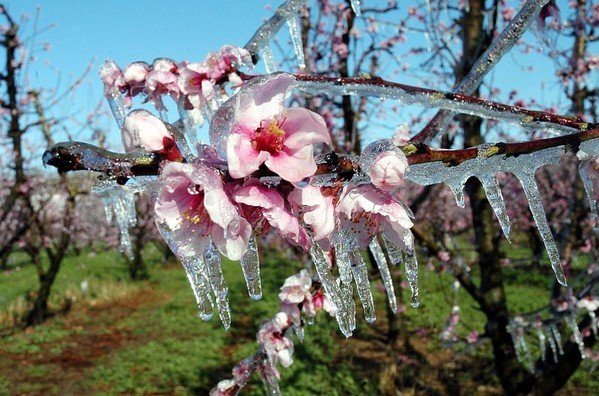 Se registró la primer temperatura negativa de la temporada, que fue de 5.5 grados bajo cero en La Rosilla, Durango.