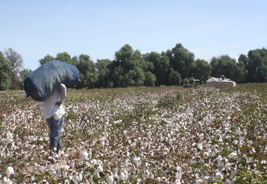Se estima una producción de 15 mil pacas de algodón. 