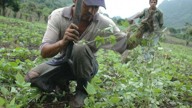 Los campesinos temen que el seguro catastrófico no cubra lo daños.