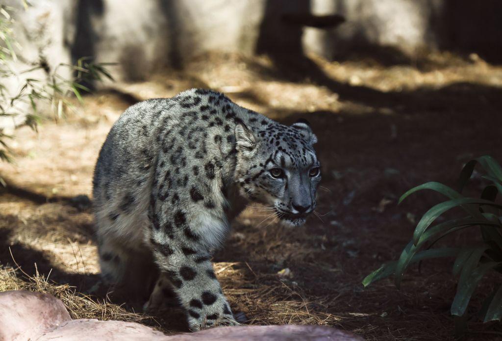 El leopardo de las nieves es una especie en peligro de extinción.