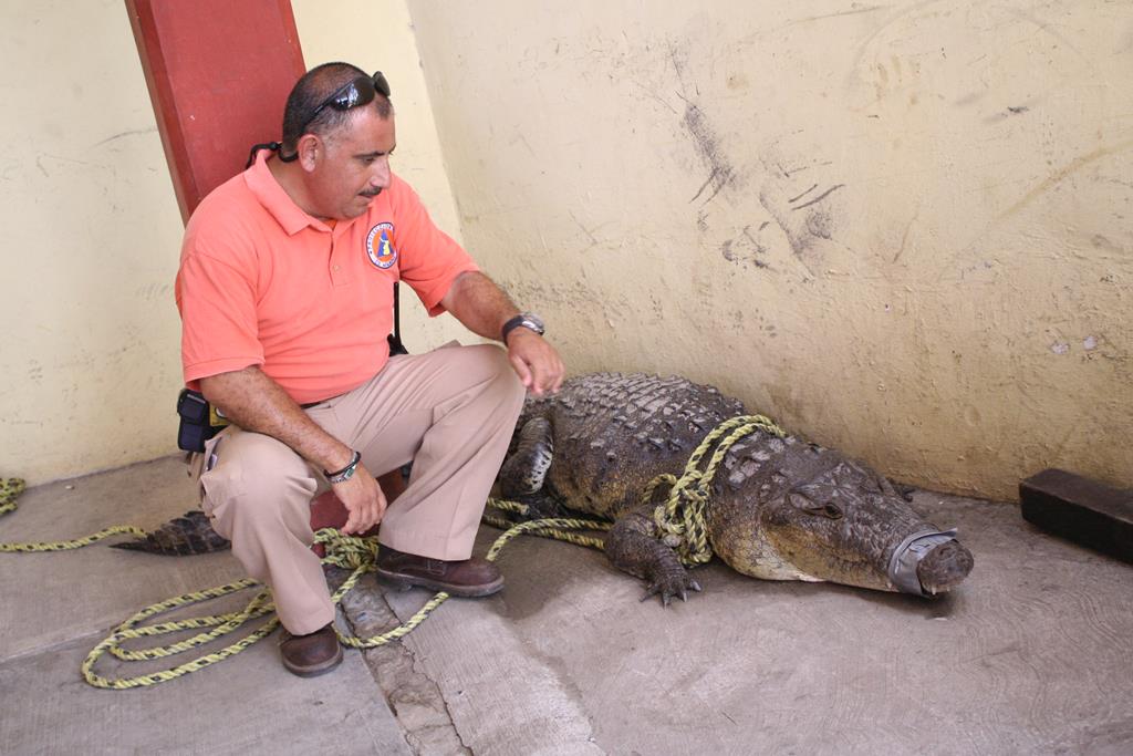 Recientemente atraparon a un cocodrilo de 2 metros.