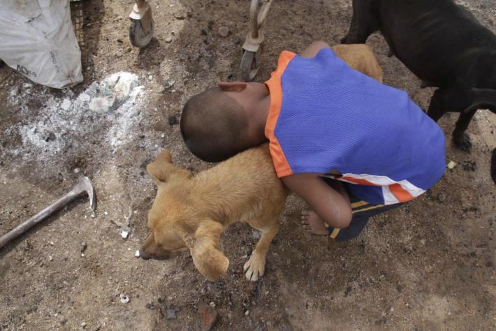 El contacto con animales de la calle también puede ocasionar el contagio.