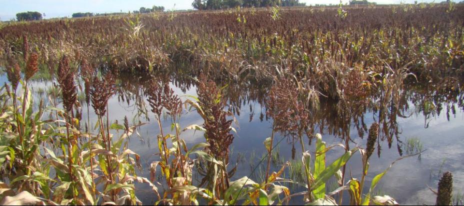 El pulgón amarillo, es una plaga que atacó durante el pasado cíclo de siembra a los cultivos de sorgo.