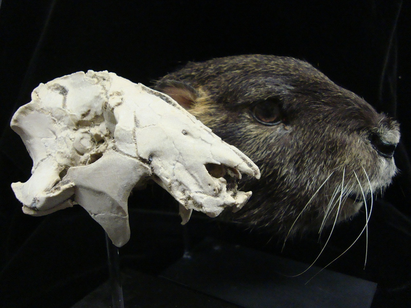 Molde del cráneo de Vintana, un gondwanatheria que vivió en el Cretácico Superior.