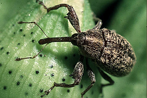 'Picudo' del algodón