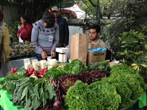 En el mundo existen 800 millones de productores urbanos, mientras que nuestro país la cifra es "irrelevante".