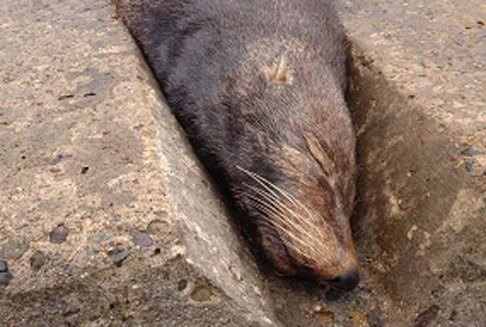 El lobo marino se encuentra estable pero presenta deshidratación y posible anemia.