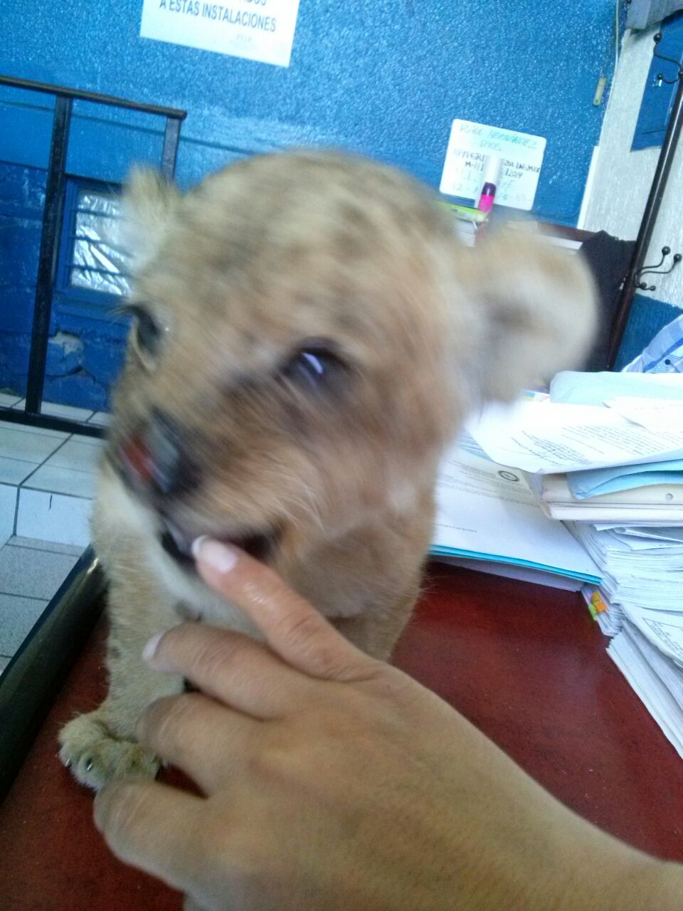 El cachorro fue liberado por policías de Guadalajara