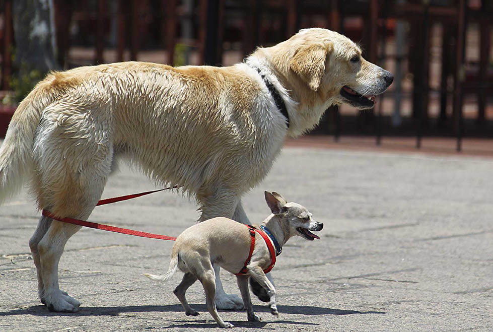 El curso "ABC del perro" aborda temas como bienestar animal y legislación, salud, alimentación, entre otros