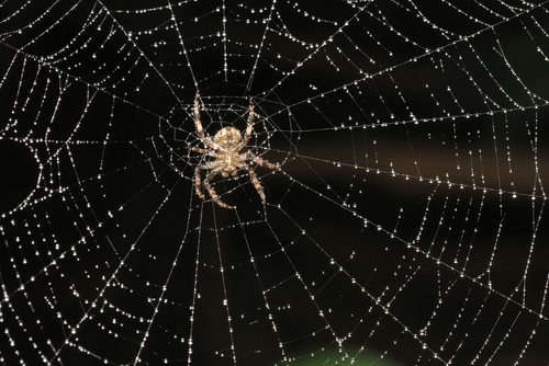 Los genes de la araña ayudaron a construir una seda más fuerte y resistente llamada 'Spider Silk'.