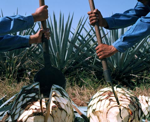 La reforma fue impulsada por los empresarios tequileros, a través del Consejo Regulador del Tequila. 