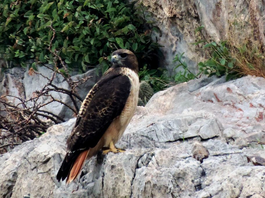 Dentro de la Biosfera de Mapimí se ubicó un nido de pareja juvenil reproductora de Águila Real.