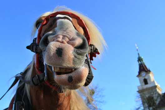 Caballos son llevados para ser bendecidos en República Checa, también conocido como el Día de San Esteban, patrón de los caballos.