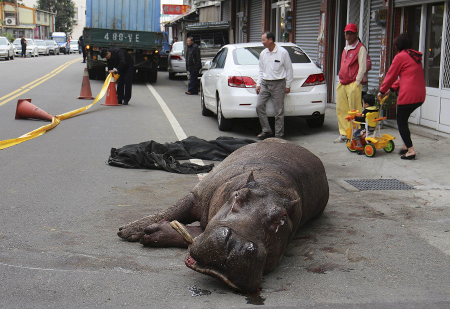 En imágenes difundidas en televisión, puede verse al gigantesco animal yaciendo en la carretera después de saltar del camión.