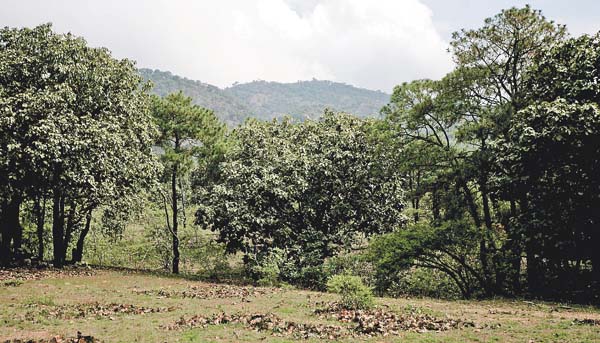 Jalisco se ubica en el sexto sitio en producción de riqueza biológica, según el Imco.