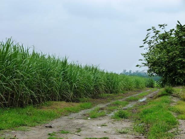 Campo
