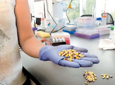 El método tradicional hace que el maíz pierda lípidos, proteínas, aminoácidos, fibra dietética y minerales.