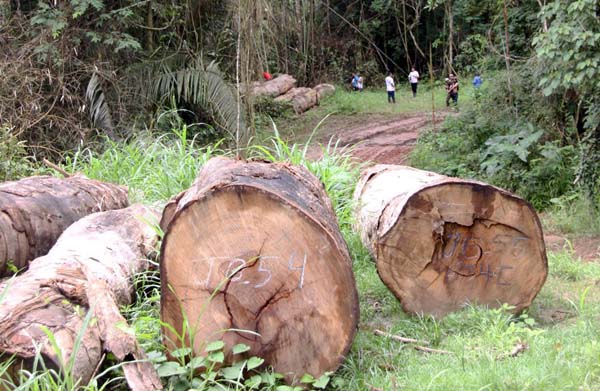 Al sur, Veracruz vive entre problemas sociales graves que ocasionan destrucción ambiental.