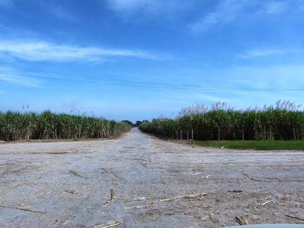 Campo de caña