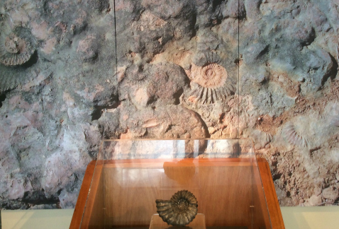 El Ammonite se extinguió hace unos 65 millones de años; es antecesor de pulpos y calamares.