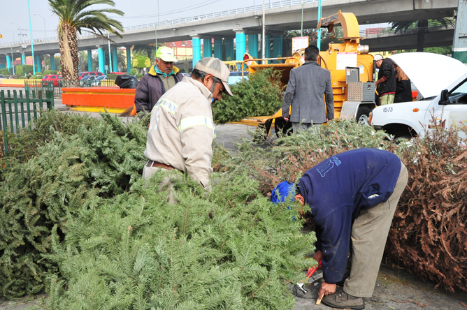 En la explanada delegacional recibirán los árboles navideños hasta el 20 de enero. 