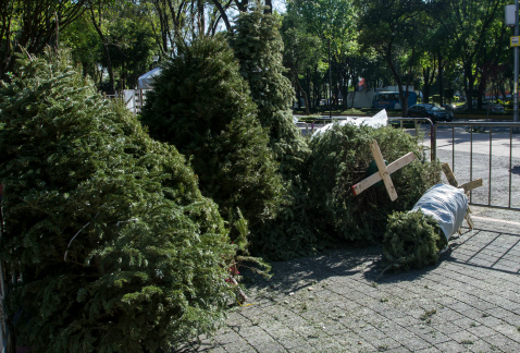 Árboles de Navidad serán recibidos en el Mercado del Trueque, este domingo en la explanada de la Fuente de Nezahualcóyotl, en el Bosque de Chapultepec
