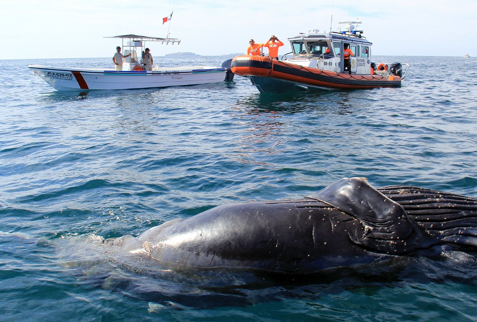 En Bahía de Banderas se formó el primer equipo de la Red de Asistencia a Ballenas Enmalladas 