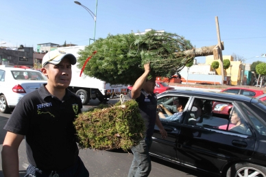 Hasta ahorita solo 30 personas han entregado sus árboles. 