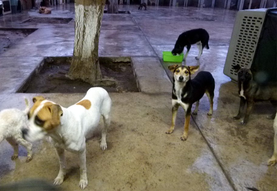 Se calcula que hay más de 150 mil perros callejeros tan solo en Torreón.