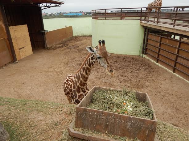 En 2103 se registró el deceso de una jirafa llamada “Hanzel” que fue la especie más importante que falleció.