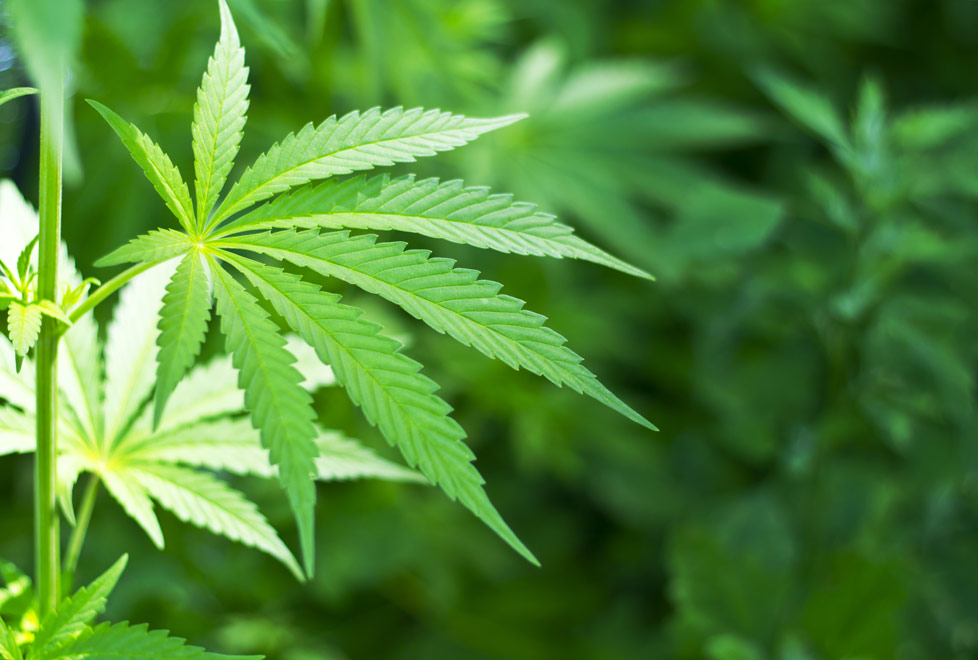 Los estados de Colorado, Oregon, Alaska y Washington permiten el uso recreacional de marihuana en EU.