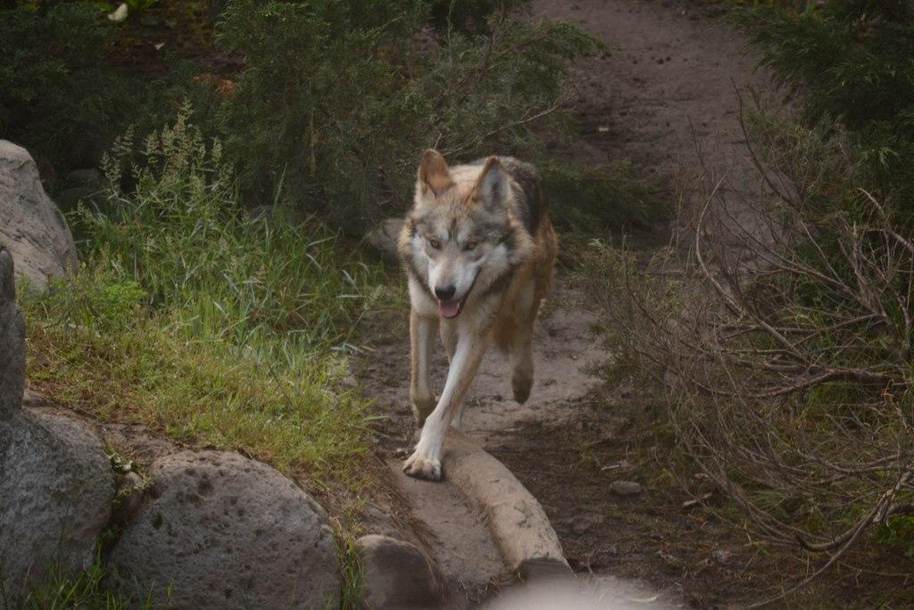 La hembra del lobo mexicano.