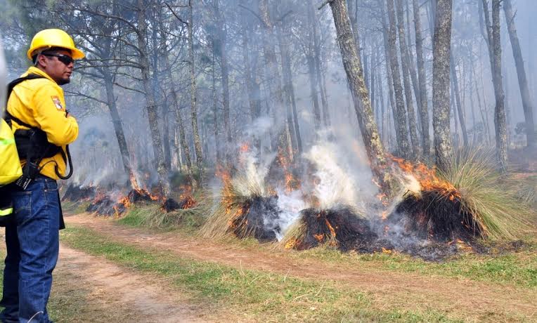 Temporada de incendios forestales debe ser combatida con actividades preventivas