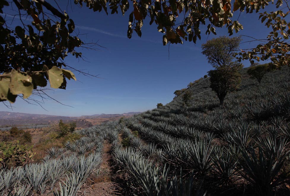 En algunas misiones comerciales se trae a extranjeros a conocer los procesos de elaboración del tequila.