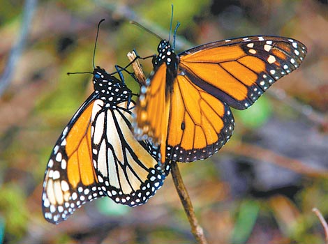 Además de abarcar más superficie de bosque, la densidad de los lepidópteros en árboles fue mayor.
