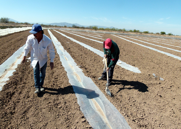 Campesinos del municipio de Matamoros han tenido que variar en cuanto a los cultivos cada año.