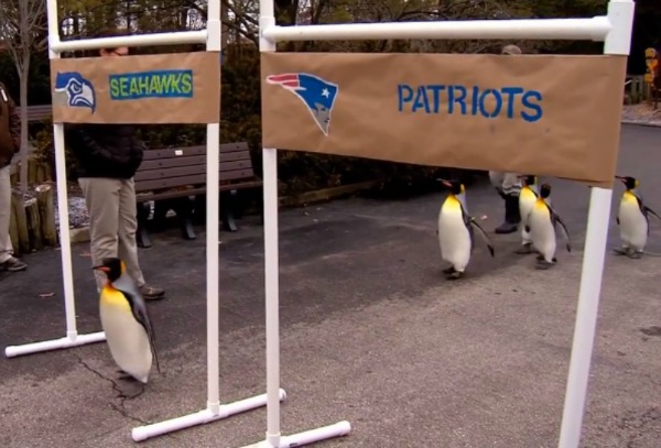 Pingüinos reales pronosticaron al ganador del Super Bowl XLIX.