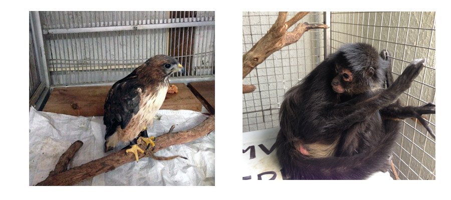 La Profepa aseguró dos ejemplares de moño araña y un aguililla de cola roja.