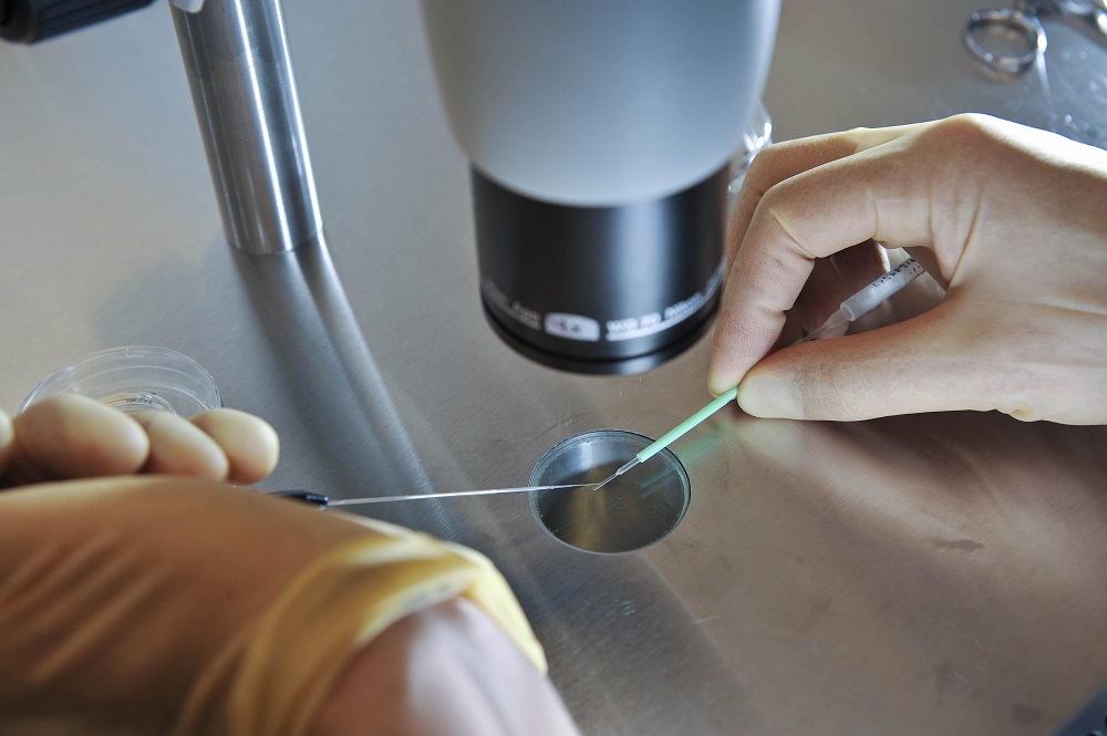 Un científico británico trabaja durante un proceso de fecundación in vitro.