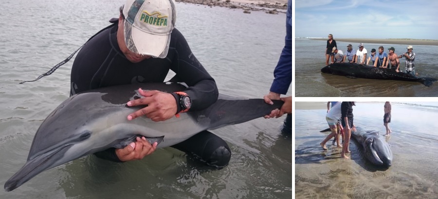 Un delfín, un balleno y una ballena jorobada fueron rescatadas por la Profepa en Baja California Sur
