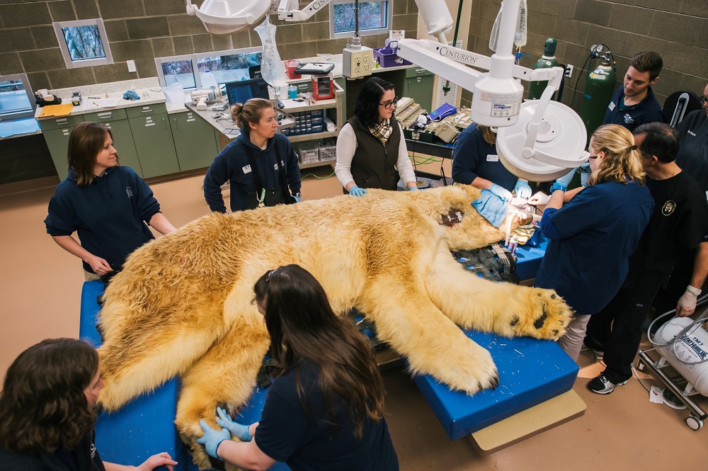 Veterinarios y personal de apoyo trabajan para extraer tres dientes rotos de un oso polar de 29 años de edad en el Defiance Zoo and Aquarium Point en 