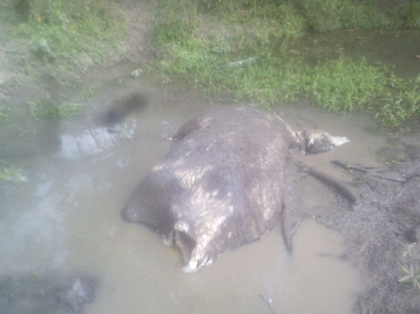 Los bovinos que murieron cerca de algunas pozas ubicadas en el poblado de La Máquina, propiedad de un veterinario.