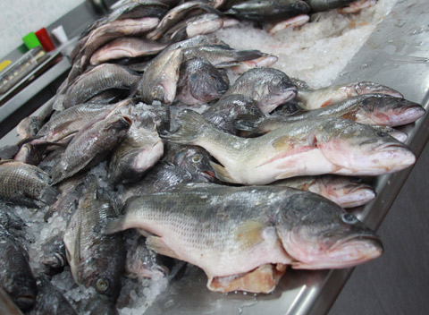 La Secretaría de Salud pide tomar precauciones al momento de comprar y consumir alimentos de mar. 